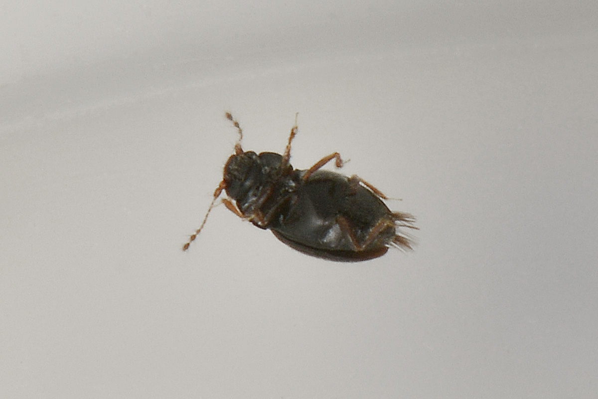 Ptiliidae: Ptenidium sp. (cf.)